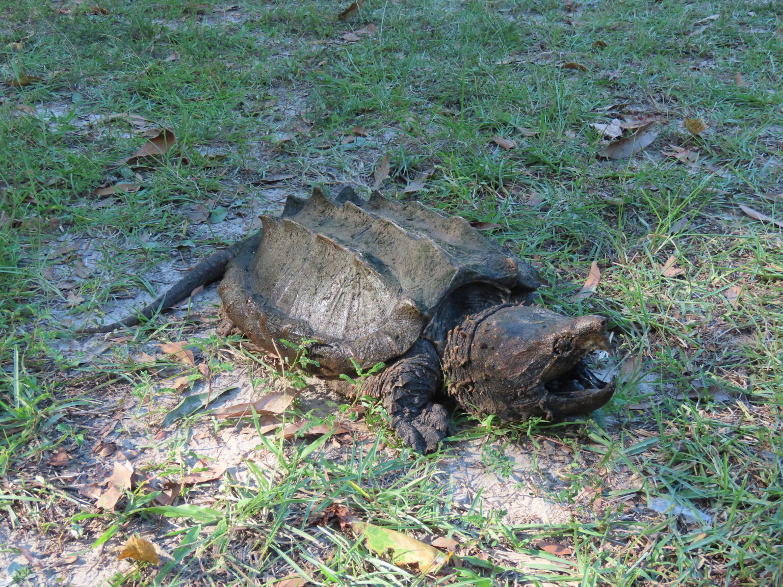 Tortuga Caim N Macrochelys Temminckii Ficha Caracteristicas