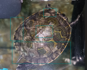 Manchas blancas de tortuga acuática bebe en su caparazón