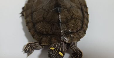 tortuga falsa mapa portada