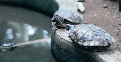 curiosidades tortugas