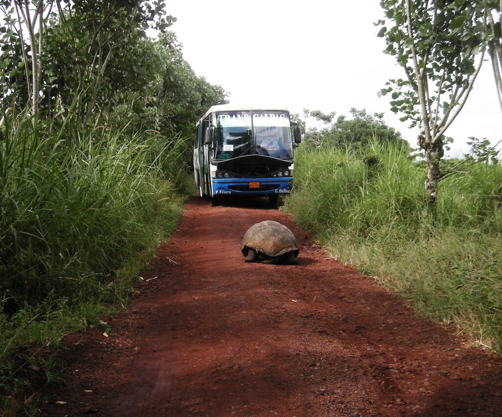 tortuga de los galapagos en medio del camino