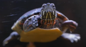 tortuga de orejas rojas nadando