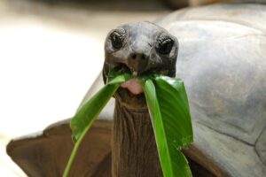tortuga galapago comiendo
