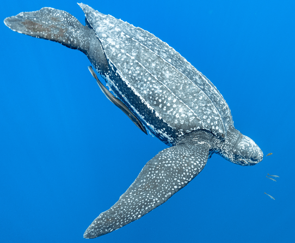 tortuga laúd - tortuga marina