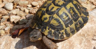 tortuga mediterranea