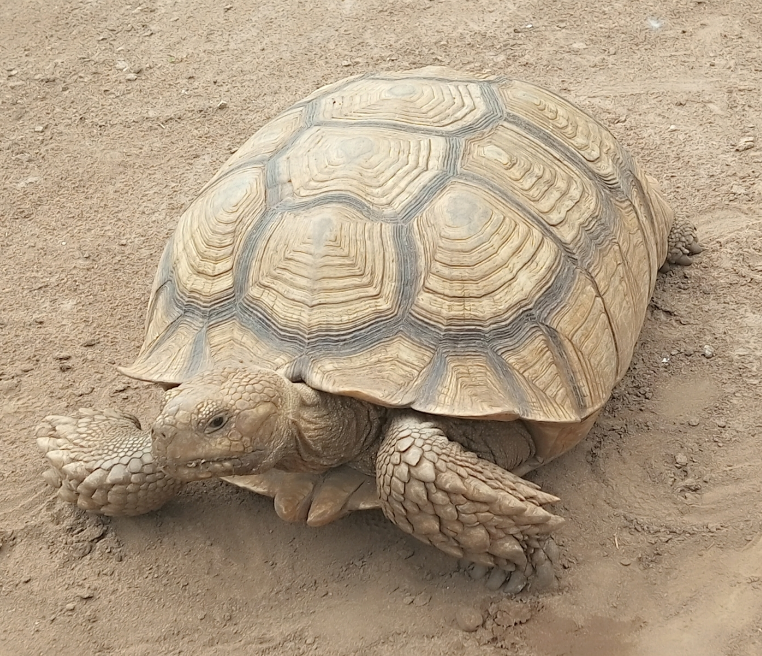 tortuga sulcata - tortuga de tierra
