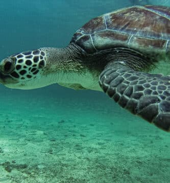 tortuga verde