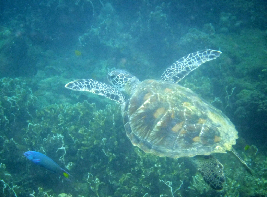 tortuga verde en el fondo del mar