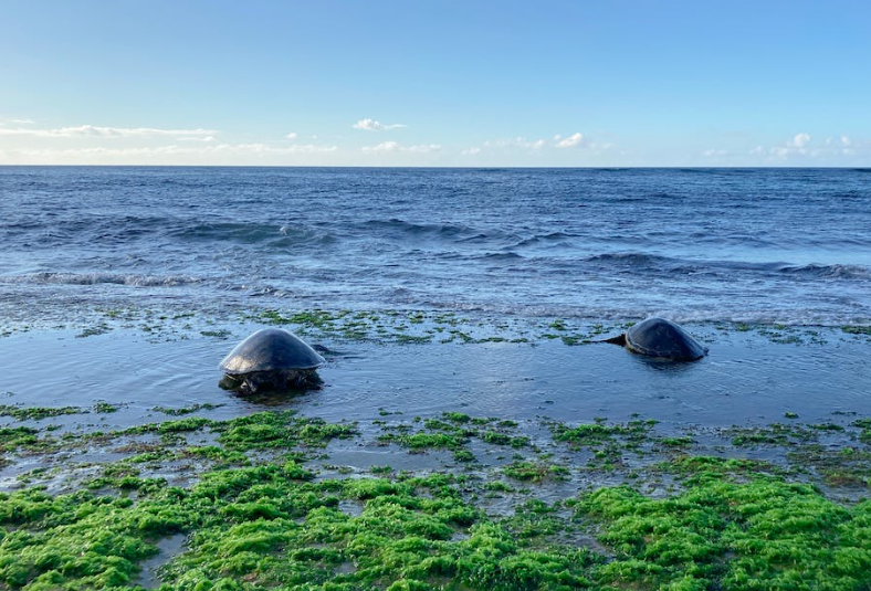 Tortugas marinas en la costa