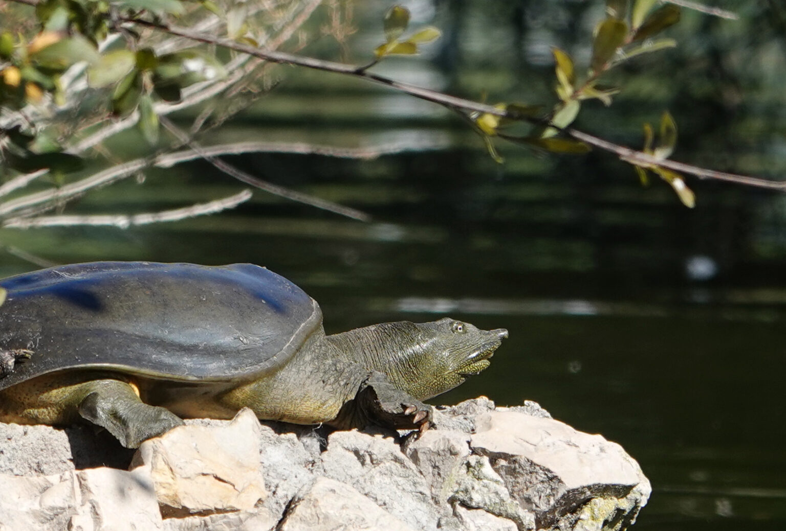 Tortuga china de caparazón blando (Pelodiscus sinensis)