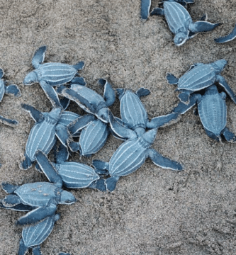 anidación de las tortugas laud