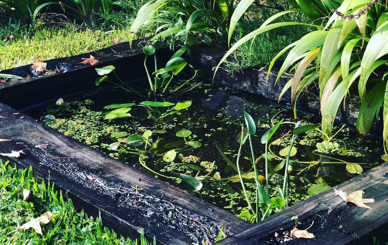 estanque de jardin con plantas acuaticas