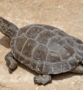 galapago leproso adulto
