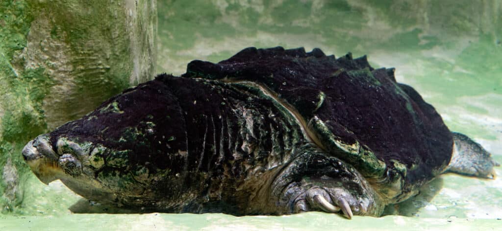caimán tortuga mordedora retrato submarino