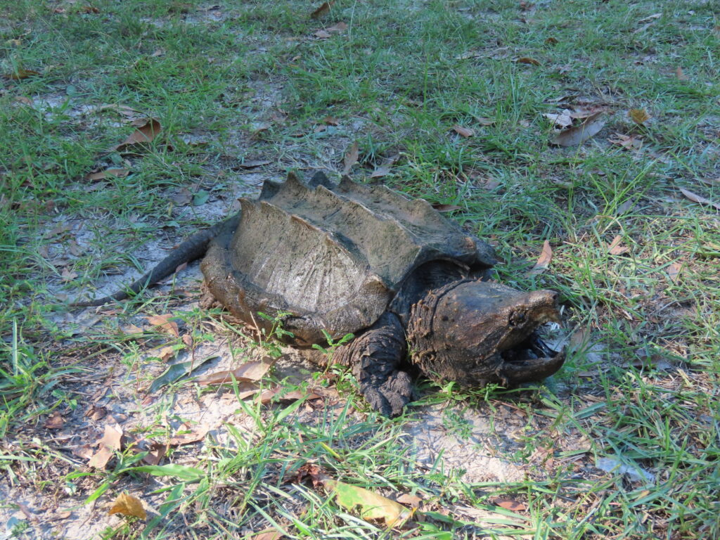 tortuga caiman en exterior