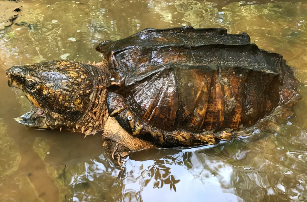 tortuga caiman en lago