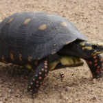 tortuga carbonaria