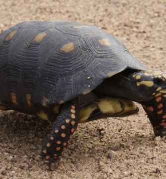 tortuga carbonaria