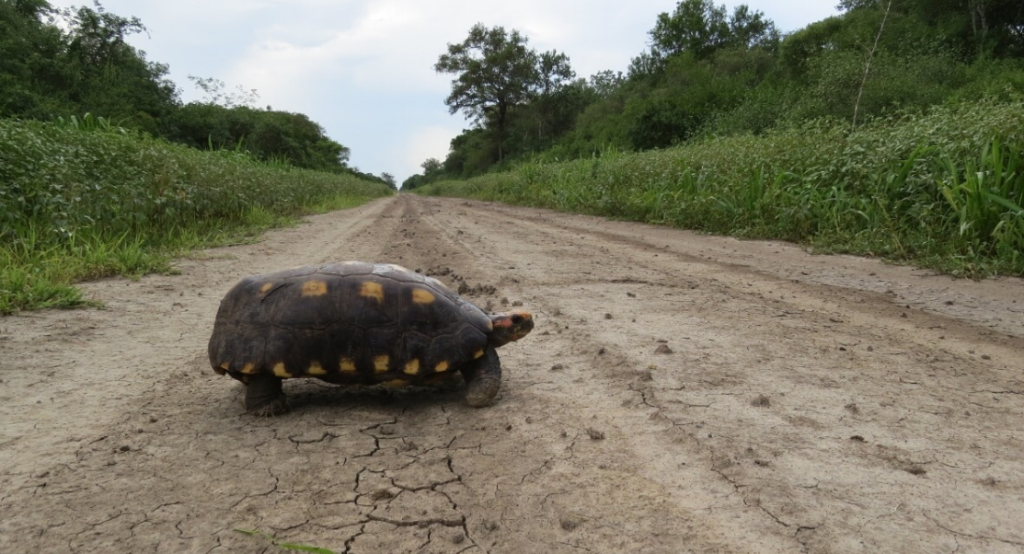 tortuga carbonaria en paraguay