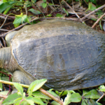 tortuga de caparazon blando