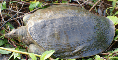 tortuga de caparazon blando