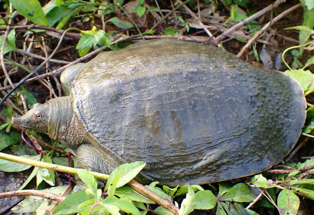 tortuga de caparazon blando