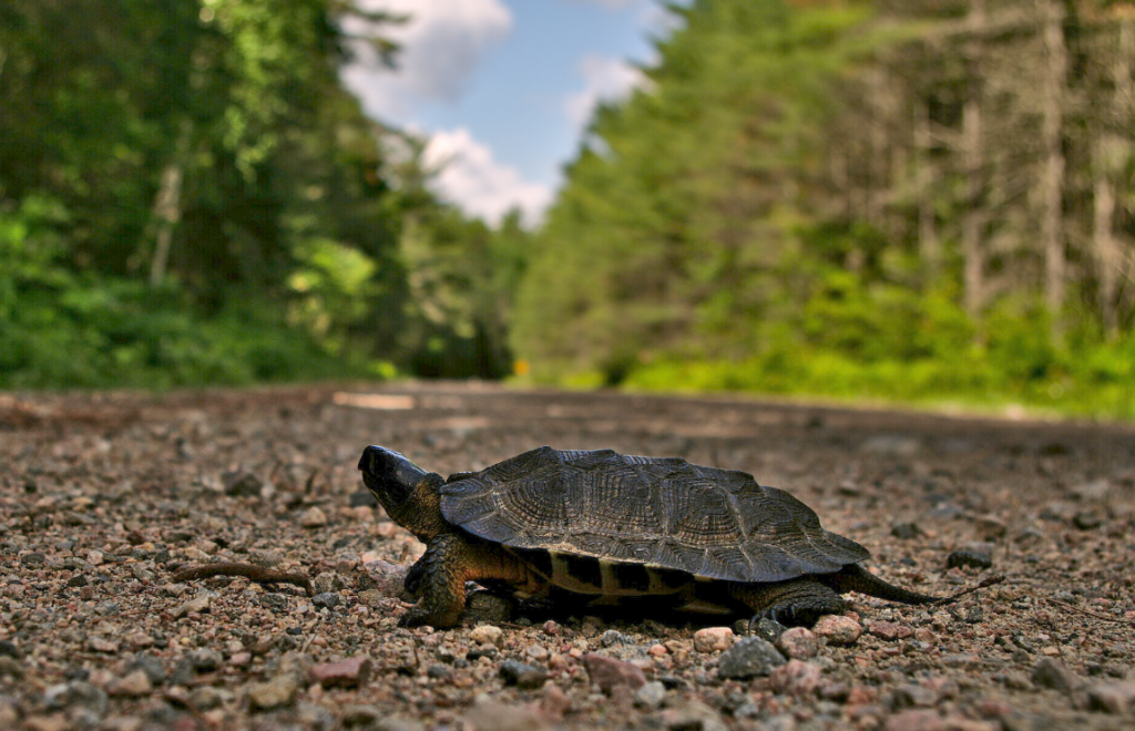 tortuga del bosque caminando por su hábitat