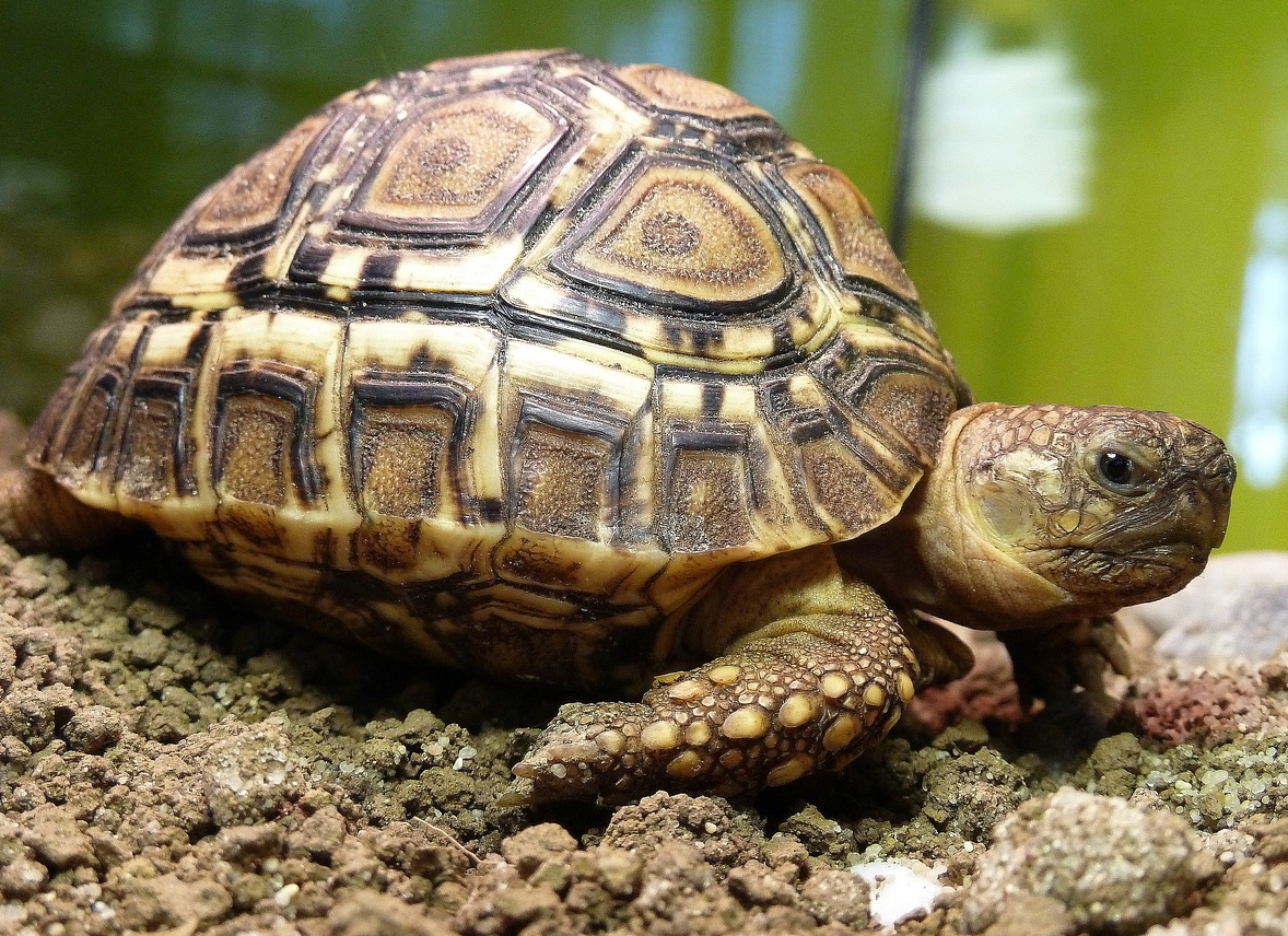 Tortuga leopardo (Stigmochelys pardalis) Ficha Info Tortuga