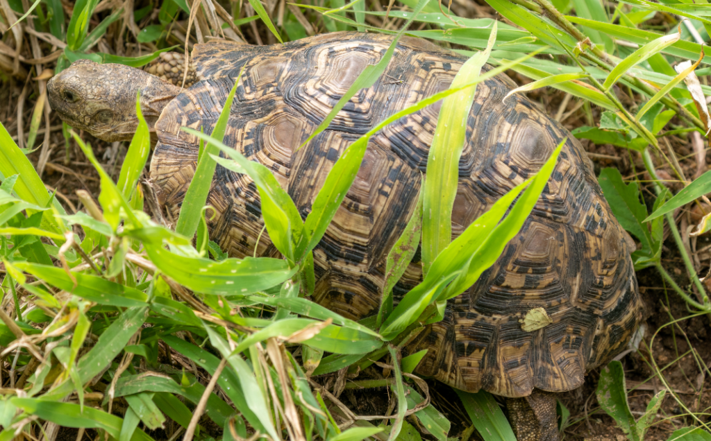 Tortuga leopardo (Stigmochelys pardalis) Ficha Info Tortuga
