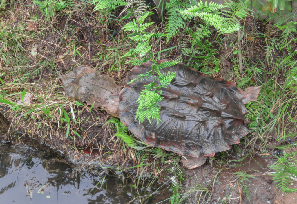 Tortuga Matamata Chelus Fimbriata Caracteristicas Y Cuidados