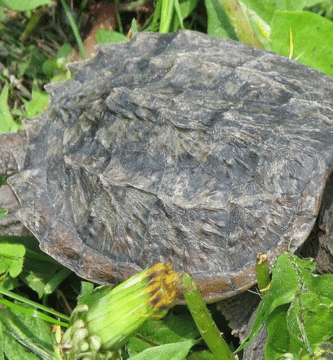 tortuga mordedora en la hierba