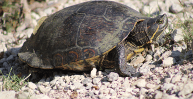 tortuga pavorreal