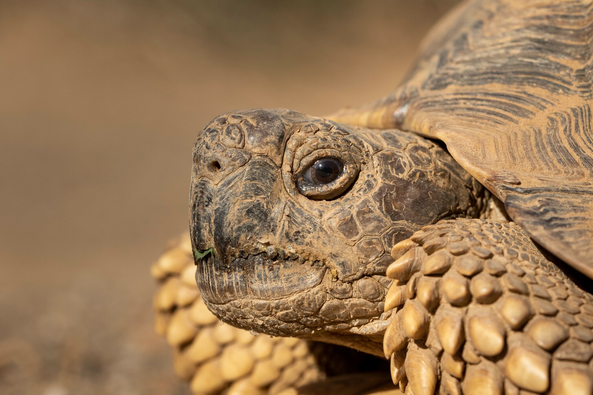 Tortuga Argentina Chelonoidis Chilensis Ficha Cuidados Fotos