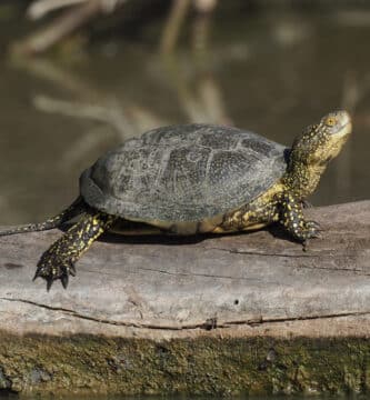 galapago europeo en la naturaleza