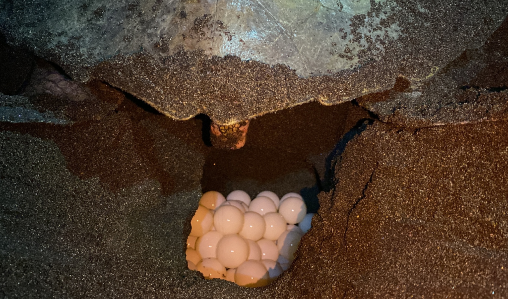 puesta de huevos tortuga golfina