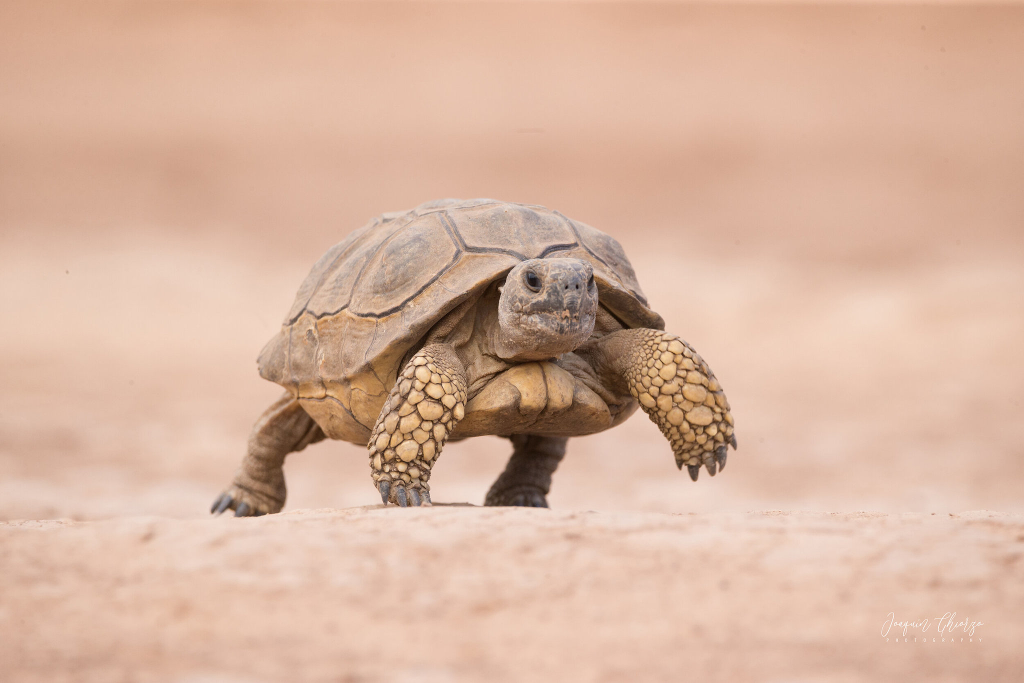 Tortuga Argentina Chelonoidis Chilensis Ficha Cuidados Fotos