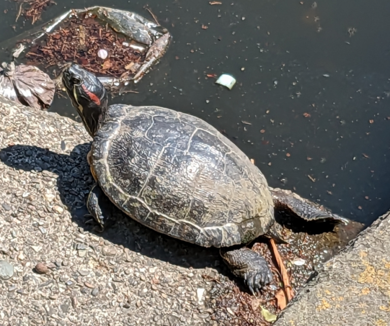 ¿Cómo saber la edad de una tortuga? - Info Tortuga