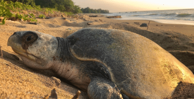 tortuga golfina