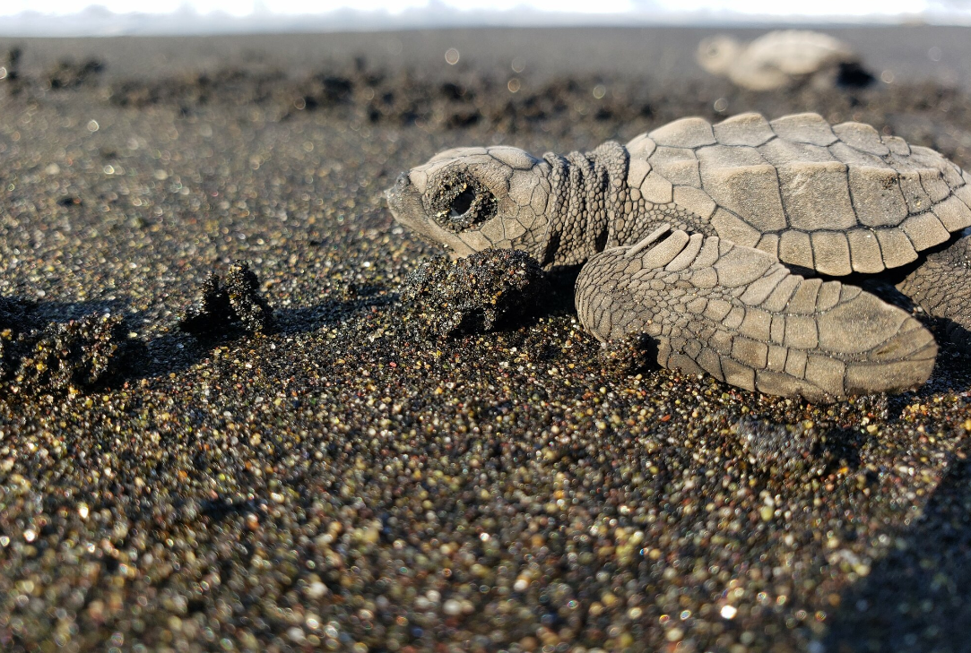 Tortuga Golfina Lepidochelys Olivacea Info Tortuga 4326