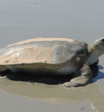 tortuga plana en playa