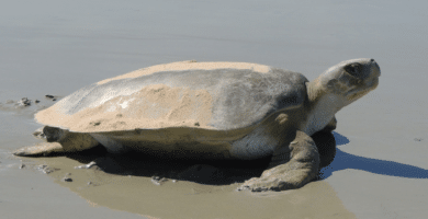 tortuga plana en playa