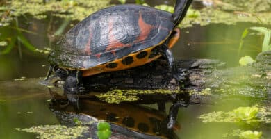 tortuga vientre rojo portada