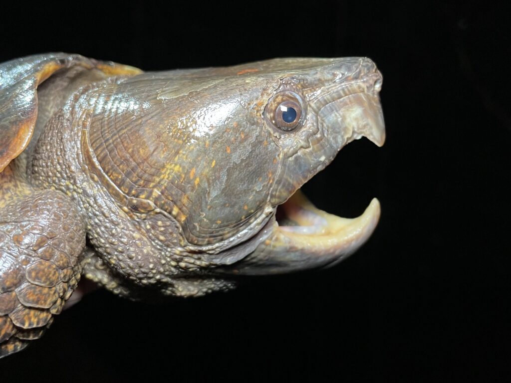 cabeza tortuga cabezona