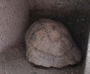 tortuga hibernando