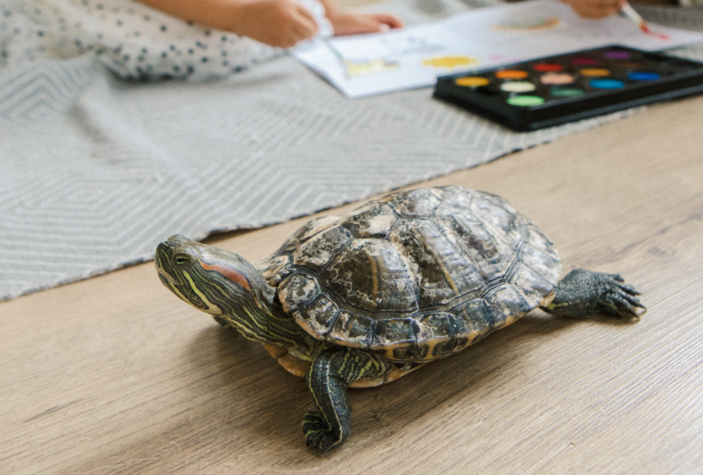 ley de bienestar animal en tortugas
