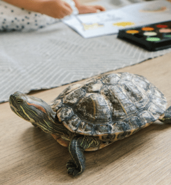 ley de bienestar animal en tortugas