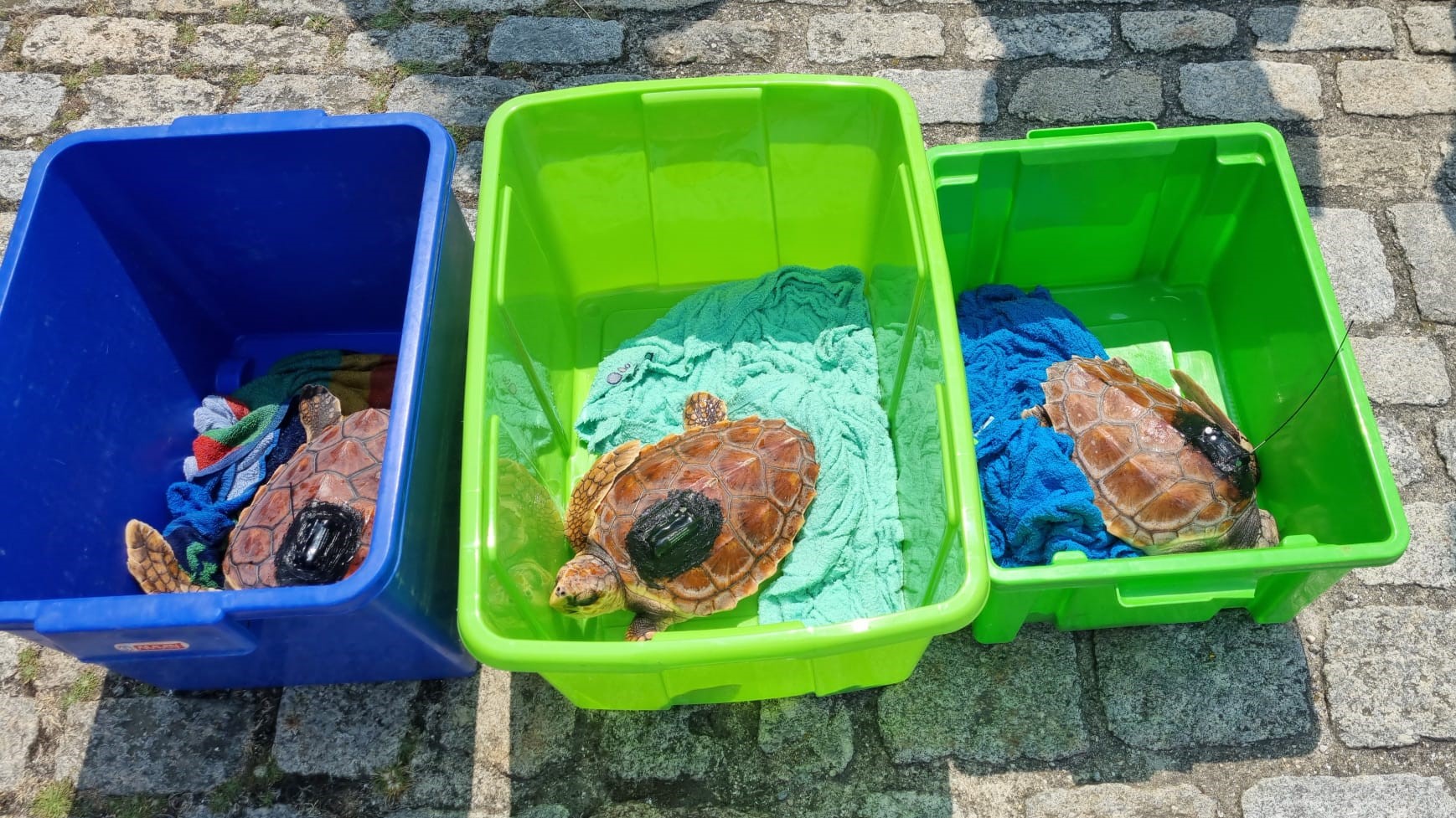 xunta de galicia libera 3 tortugas marinas